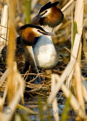 BB 05 0099 / Podiceps cristatus / Toppdykker